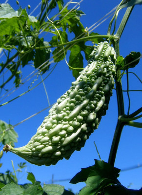 ASPEN Seeds Long Bitter Gourd | Karela | Pavakai Seed(20 per packet)