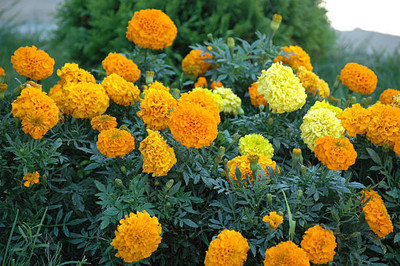 KISHORI CREATIONS marigold/gende ka phool flower seeds Seed(75 per packet)
