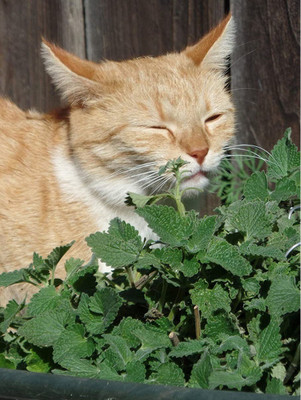 VibeX VVI-89 - Nepeta Cataria Common Catmint - (4500 Seeds) Seed(4500 per packet)