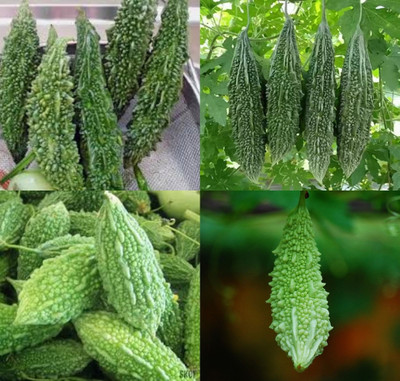 ibains Bitter gourd seeds hybrid summer beej 11 Seed(11 per packet)