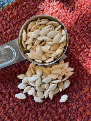 the green dotcom ASH GOURD SEED / WINTER MELON Seed Seed(10 per packet)