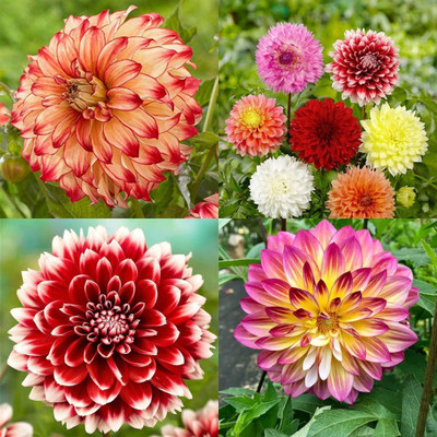ibains Dahlia flower seeds big flower 24 Seed(24 per packet)