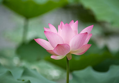 Go Raw lotus,kamal gatta Seed(15 per packet)