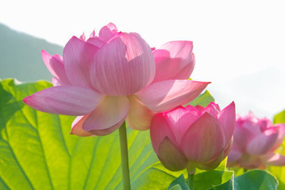 Aaradhyapriyal lotus,kamal gatta Seed(11 per packet)
