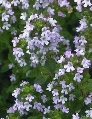 VibeX VVI-72 - Lemon Thyme Thymus Citriodorus - (150 Seeds) Seed(150 per packet)