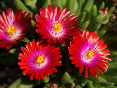 CYBEXIS Carmine Red/Ice Plant Ground Cover Perennial Flower Seeds Seed(50 per packet)