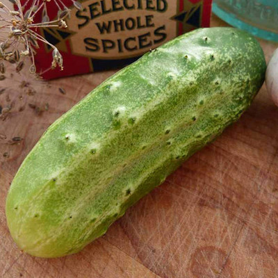WHYGI Salad Cucumber Seeds for Planting Outdoors-CuC_585 Seed(100 per packet)