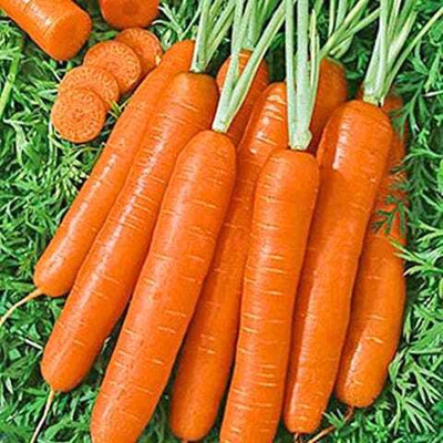 HAMPHU MSTP PLANT & SEEDS ROYAL GLORY HYBRIDE CARROT SEEDS PAC OF 50 SEEDS Seed(50 per packet)