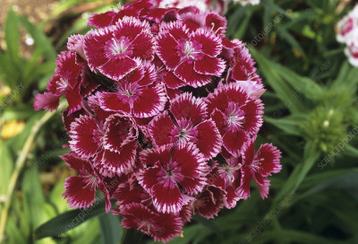 LIFELEX Sweet William Dianthus Barbatus Flower Seeds Mix Colour Seed(99 per packet)
