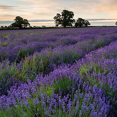 VibeX PAU-11 - Hidcote Blue Lavander - (750 Seeds) Seed(750 per packet)