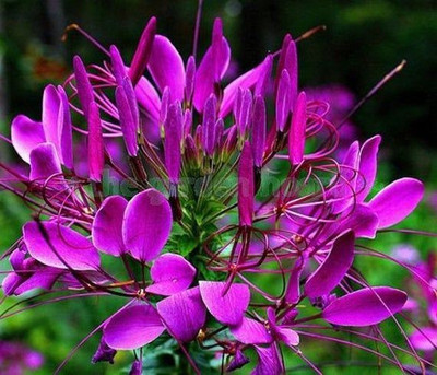 Mozette Cleome spinosa mix Seed(76 per packet)