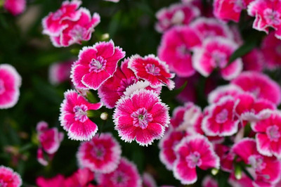 Lorvox Sweet William Flower Seed(120 per packet)