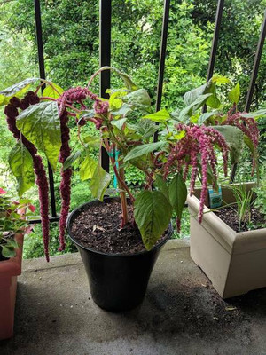 MAA Amaranthus Red, Tottakura Seed(300 per packet)
