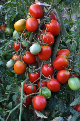 Infintegreen tomato Seed(125 per packet)