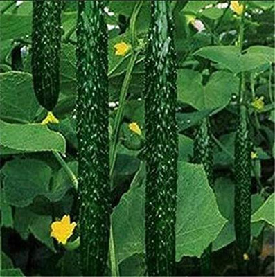 Mohomaya Cucumber Seed (40 per packet) Seed(40 per packet)
