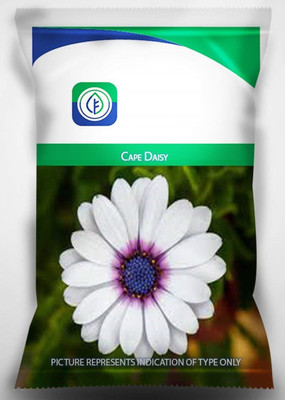 CYBEXIS Cape Daisy Flower Seeds For Gardening Seed(50 per packet)