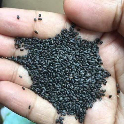 LPR TULSI, BASIL SEEDS Seed(20 per packet)