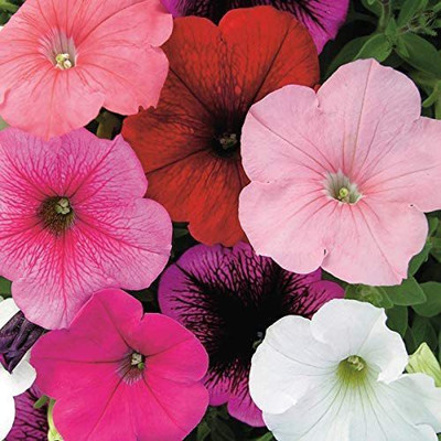 CYBEXIS KGF -71 - Petunia Unicum Mix F2 - (60 Seeds) Seed(60 per packet)