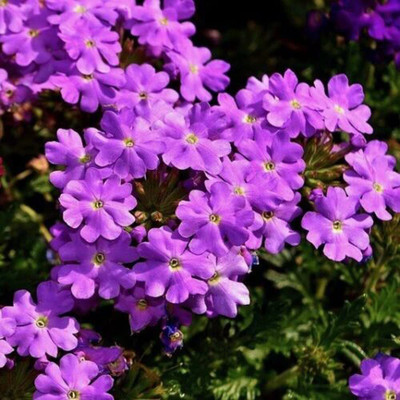 Lorvox trailing verbena Seed(55 per packet)