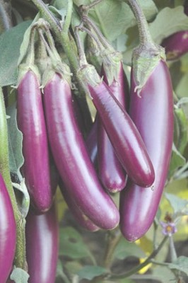 Aywal Gardening Purple BRINJALLong (Egg Plant) Seed(125 per packet)