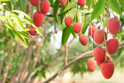 MAA LITCHI,LICHEE,LYCHEE Seed(11 per packet)
