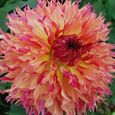 LPR DAHLIA Seed(20 per packet)