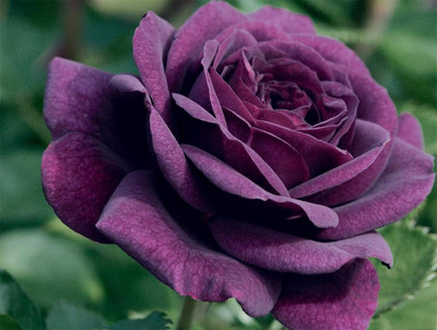 Qualtivate PUAS-1A Purple Rose Flower Seeds Seed(25 per packet)