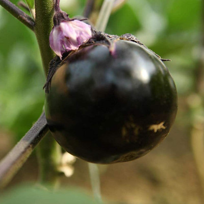 CYBEXIS Hybrid Round Purple Brinjal Eggplant Seeds2400 Seeds Seed(2400 per packet)
