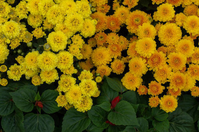 Hybrid Galaxy marigold/gende ka phool flower seeds Seed(75 per packet)