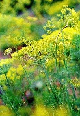 Qualtivate VXI-265 Dill Autumn Drought Tolerant Seed(500 per packet)
