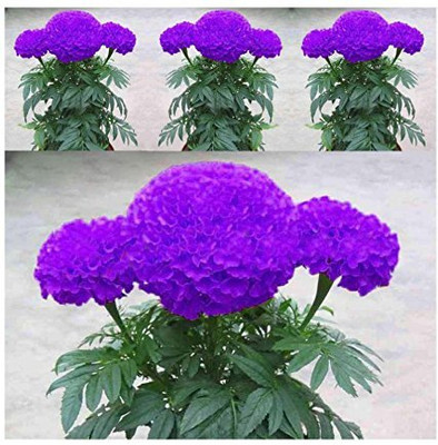 KNESSiN Flower Seed(200 per packet)