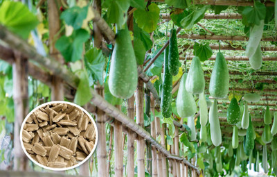 Seedsilk Store Bottle Gourd Loki Vegetable Seed(30 per packet)