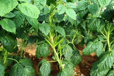 XOLDAA CLUSTER BEANS SEEDS Seed(31 per packet)