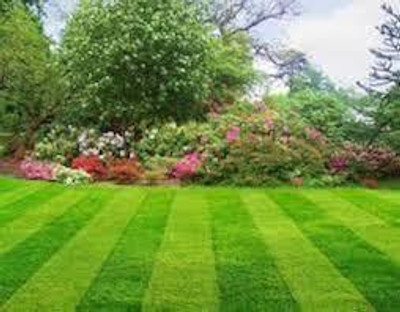 BJUBAS hybrid bermuda grass seed, best bermuda grass seed, bermuda grass seeds pack of 2550 Seed(2550 per packet)