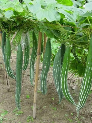 AMAJIT Hybrid Snake gourd/Chichinga/Pudalangai/Chillatai seeds for Home gardening(15) Seed(15 per packet)