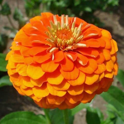 CYBEXIS PAU-11 - Orange Zinnia Flower - (270 Seeds) Seed(270 per packet)