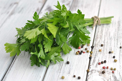 CYBEXIS PAU-45 - Italian Flat Leaf Parsley - (2250 Seeds) Seed(2250 per packet)