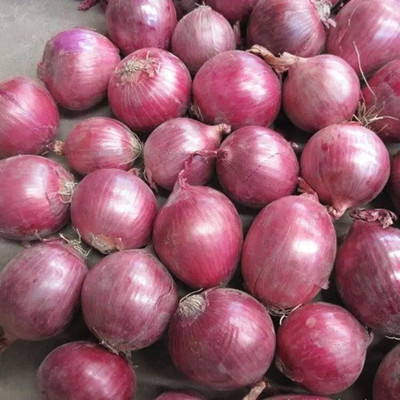 Quentova Super Nasik Red Onion-NTL-11O Seed(300 per packet)