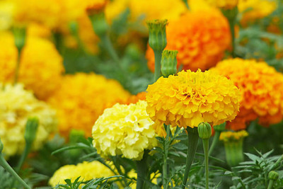 SRK Shree Radha Krishna marigold/gende ka phool flower seeds Seed(50 per packet)