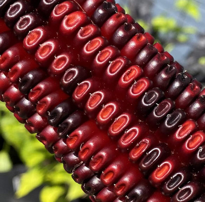 Qualtivate NDIR-145 Jimmy Red Corn Seeds Seed(500 per packet)