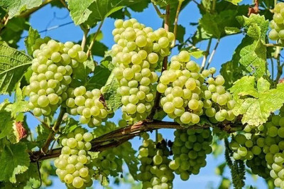 Quentova Extra Sweet green grapes-LNT-2Z Seed(150 per packet)