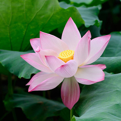 Weird lotus,kamal gatta Seed(10 per packet)