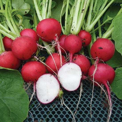 CYBEXIS Cherry Belle Radish600 Seeds Seed(600 per packet)