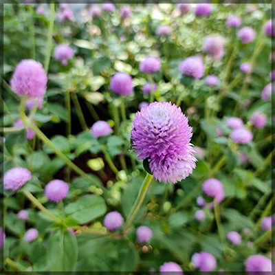 Aywal Gomphrena White / Globe amaranth / Gomphrena globosa White Flower Seed(40 per packet)