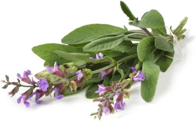 Qualtivate PUAS-7A Garden Sage-Salvia Officinalis Seed(100 per packet)