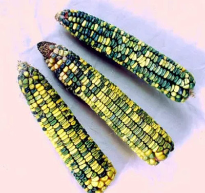 WILLVINE KGF -X Corn Dent Green & Gold-[100g] Seed(400 per packet)