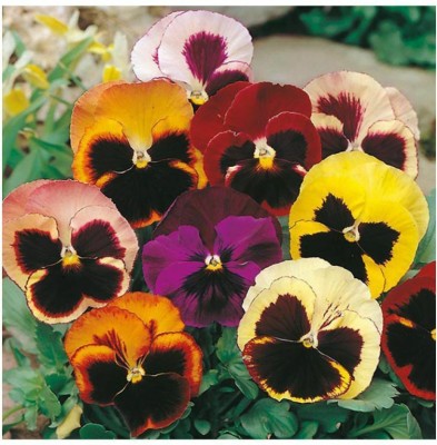 Quentova Flower Seeds : Pansy Hybrid Mix-HQ-10U Seed(75 per packet)