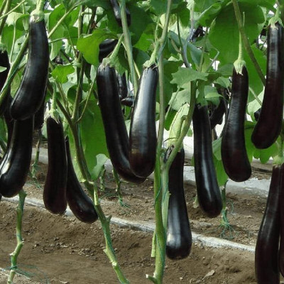 KNESSiN Black Long Brinjal Vegetable ( Seeds) Seed(2000 per packet)