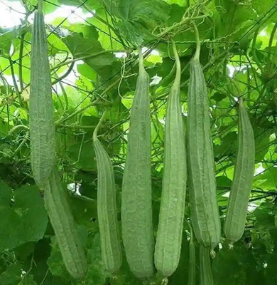 AMAJIT Ridge Gourd Seeds, Hybrid Jhinga vagetable Seed(180 per packet)