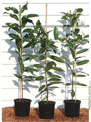VibeX ® VLR-56 Dwarf Rare Allspice Sarvasugandhi Seed(50 per packet)